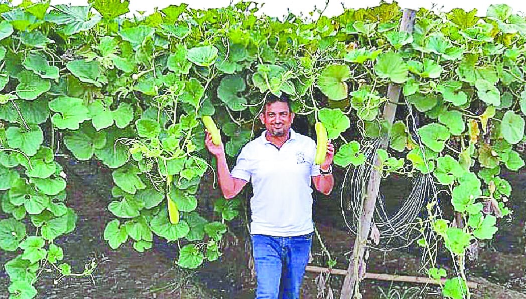 Farmers can earn double profit by growing vegetables with scaffolding method