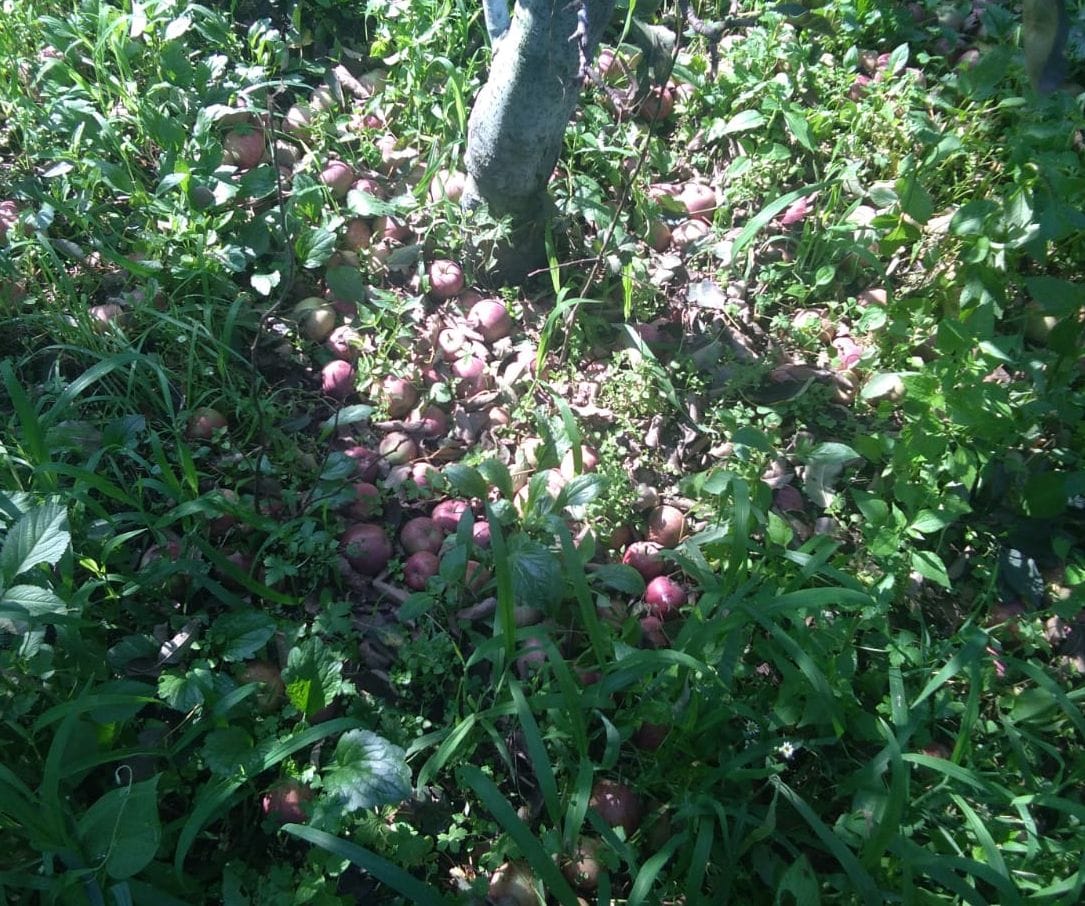 apple sale