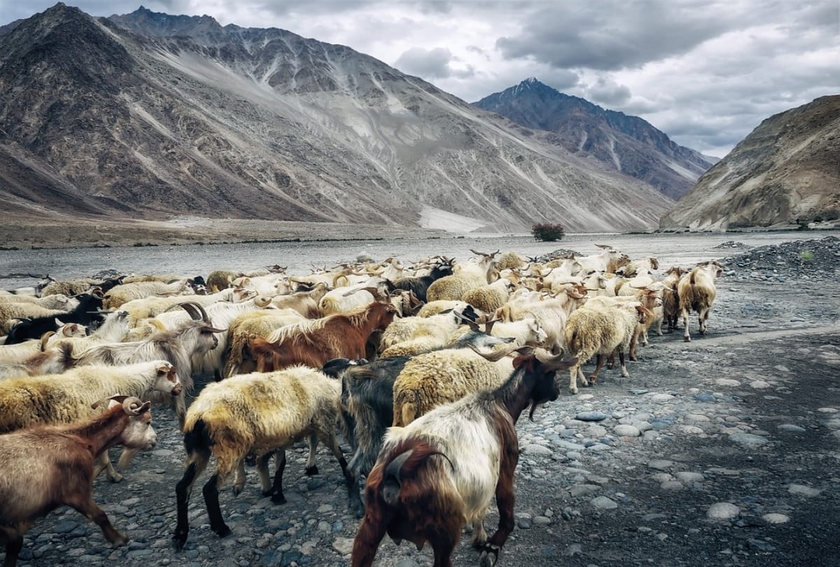 plan an amazing trip to leh ladakh zanskar trekking with friends