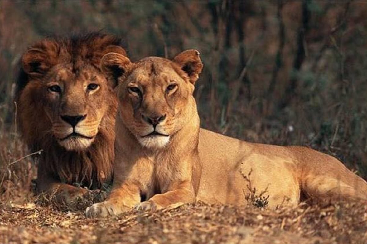 Two lions and a leopard found dead in Gir forest of Saurashtra in Gujarat