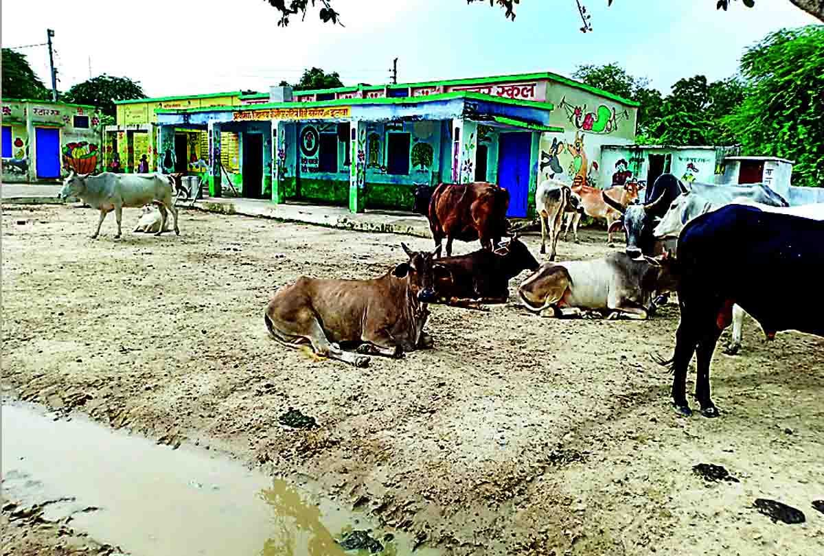 cattle in school on the place of children's