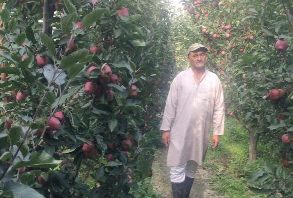 2500 boxes of apple sold in rupee 80 lakh in kotkhai shimla himachal pradesh