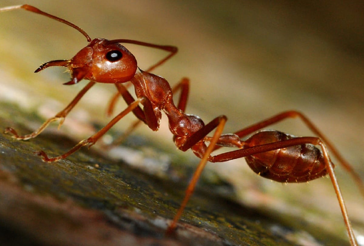 Can eating ants increase our age