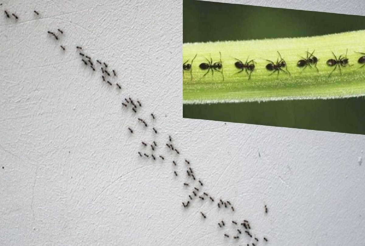 Mysterious Facts Why do Ants move in a straight line Know the facts about Ants