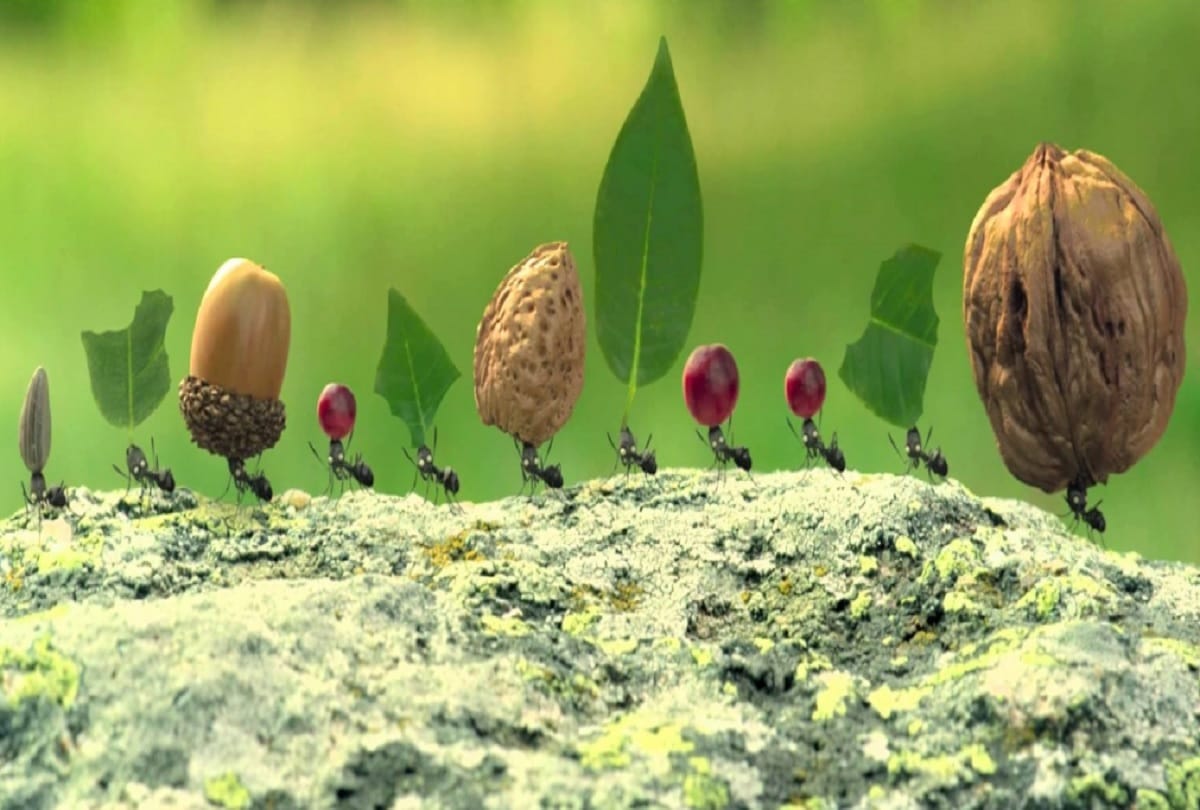 Ants inside the house could be an irritating for you but Good as per Astrology