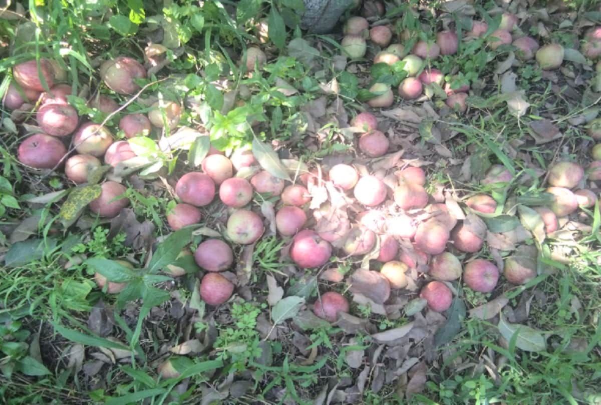 all apple fruit dropped after one weeks of applying coloring spray in apple jubbal shimla