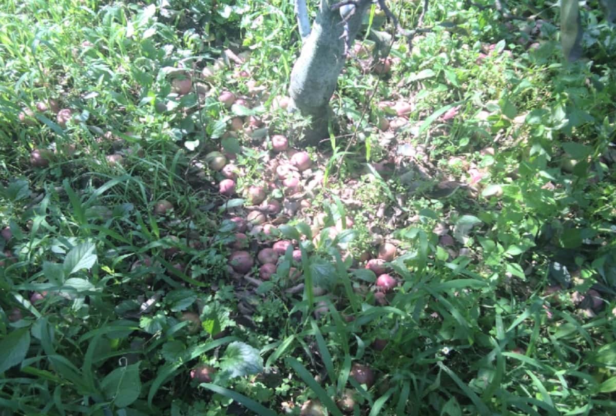 all apple fruit dropped after one weeks of applying coloring spray in apple jubbal shimla