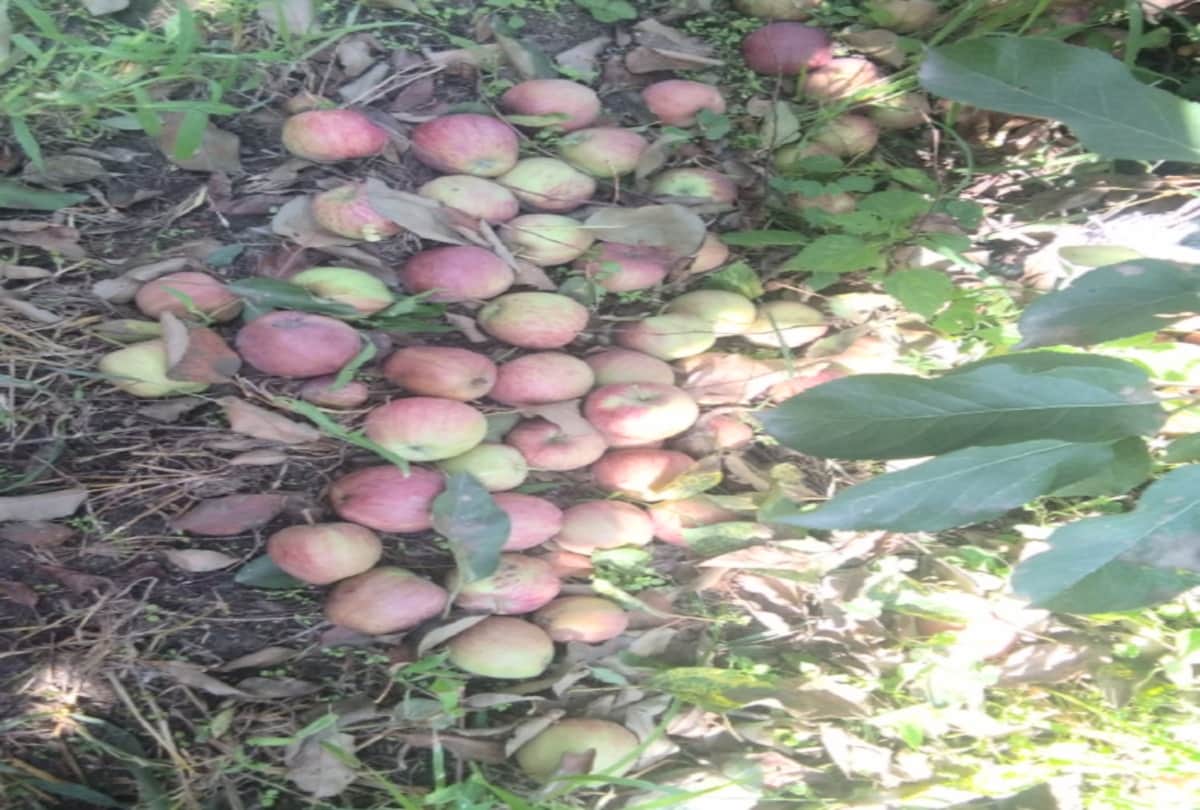 all apple fruit dropped after one weeks of applying coloring spray in apple jubbal shimla