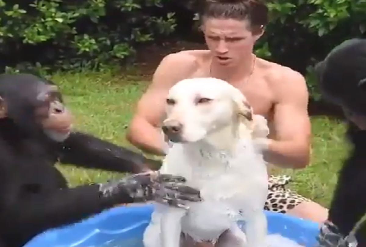 Two Chimpanzee bathed dog with shampoo Funny Video viral on social media