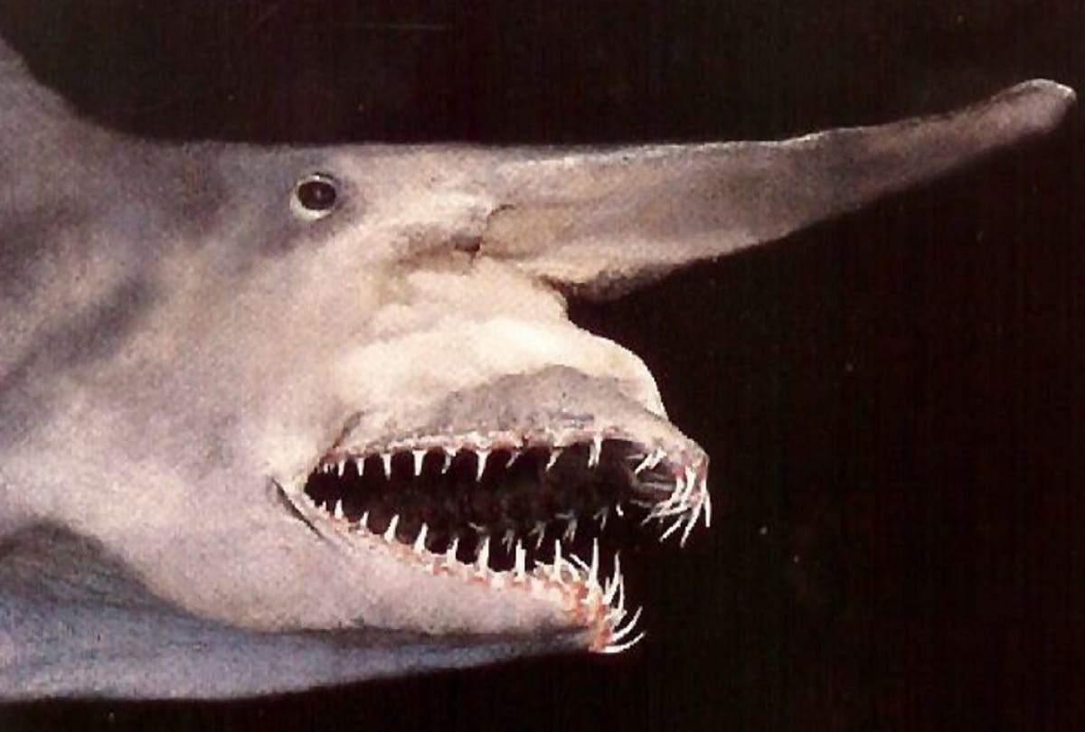 Most weird creatures in the world Who you hardly know about