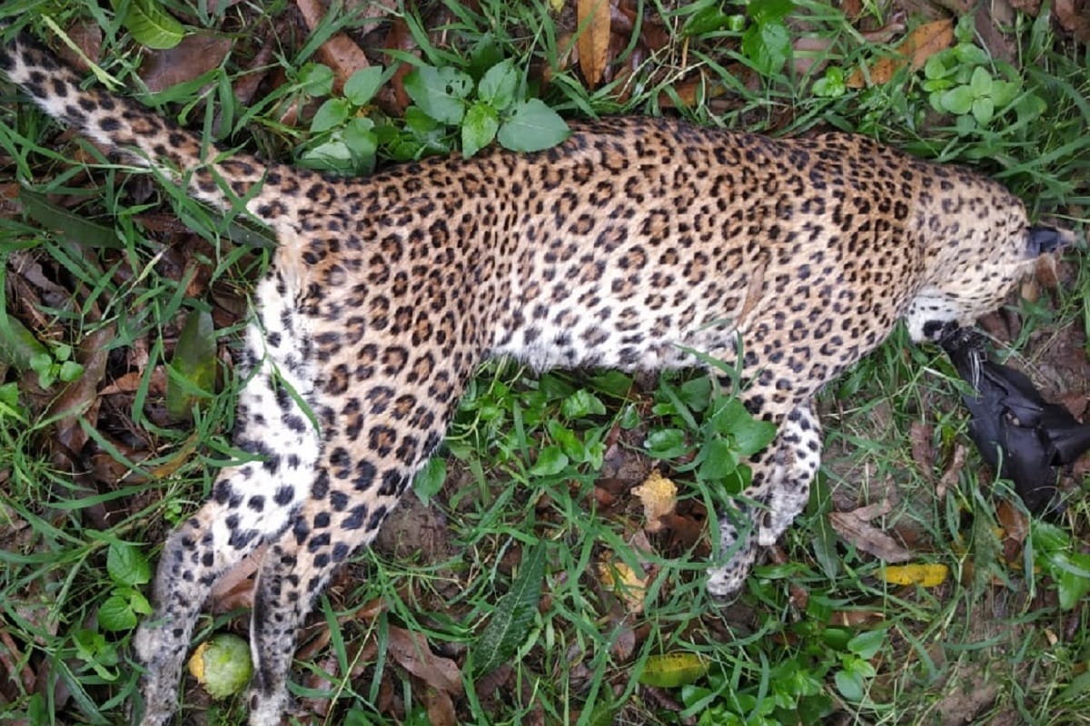 Guldar's dead body found in a garden at Saharanpur city