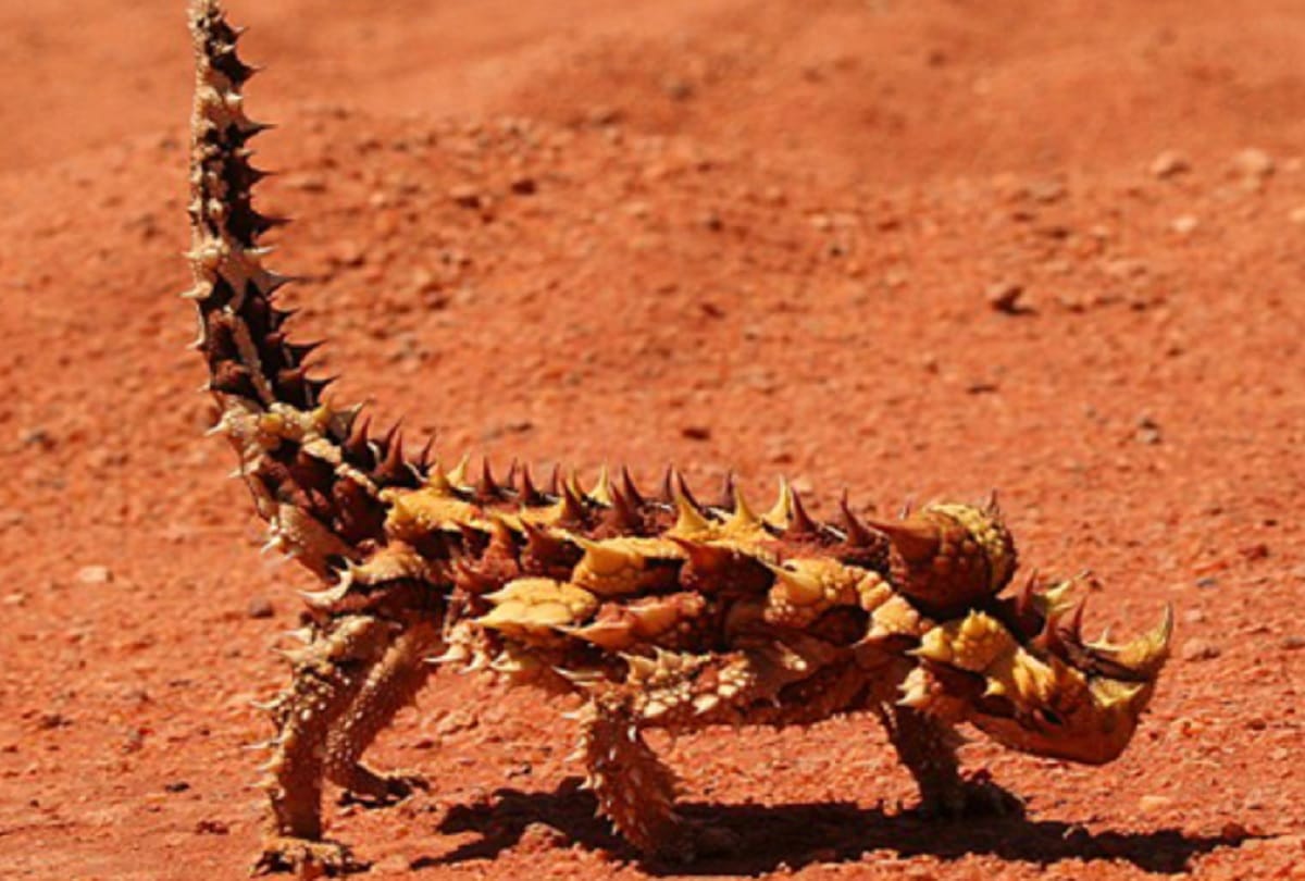 Most weird creatures in the world Who you hardly know about