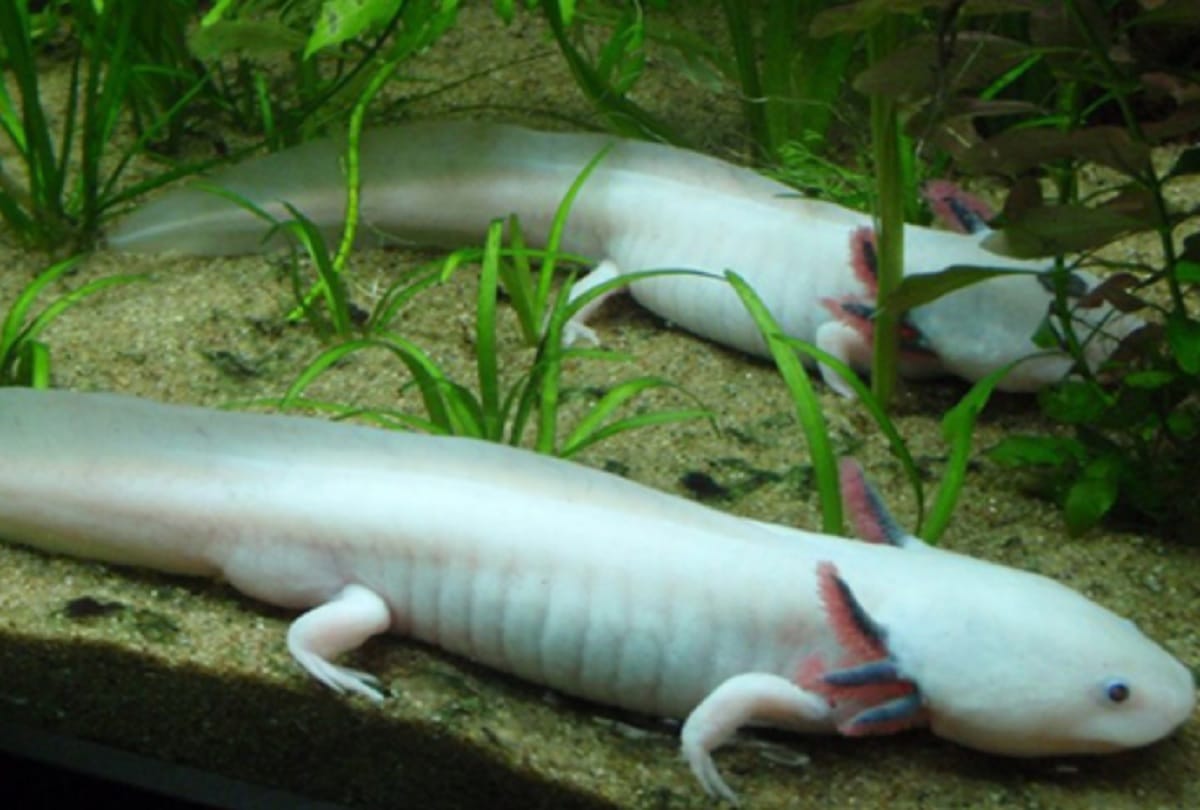 Most weird creatures in the world Who you hardly know about