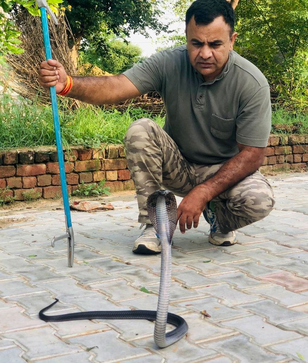 king cobra reached to home for food
