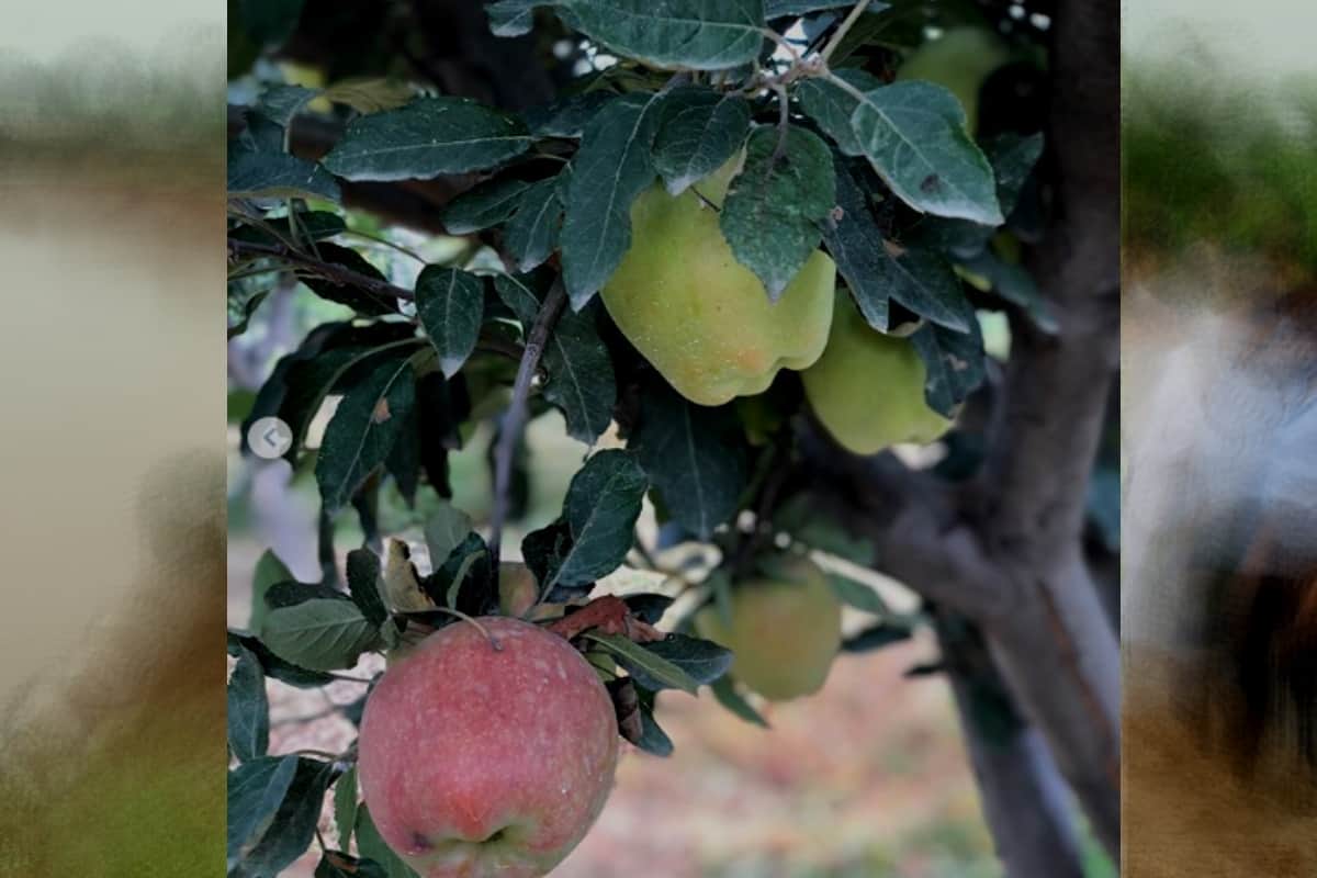Now apple farming will be in saharanpur district of UP