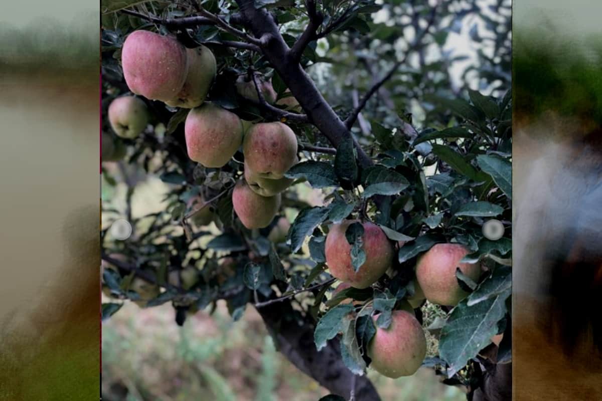 Now apple farming will be in saharanpur district of UP