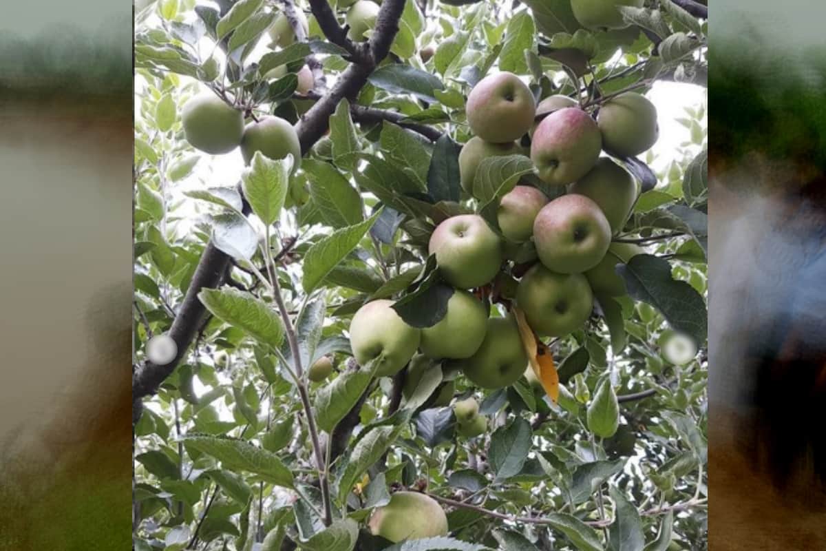 Now apple farming will be in saharanpur district of UP
