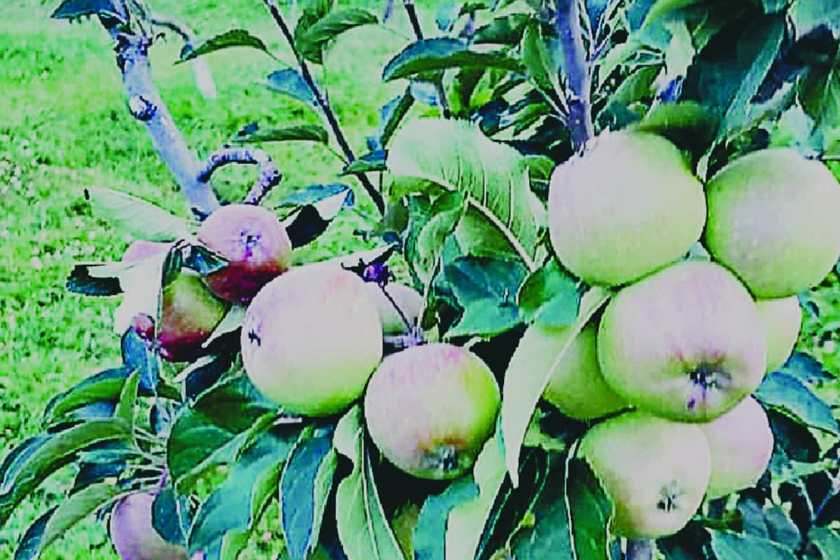 Now apple farming will be in saharanpur district of UP