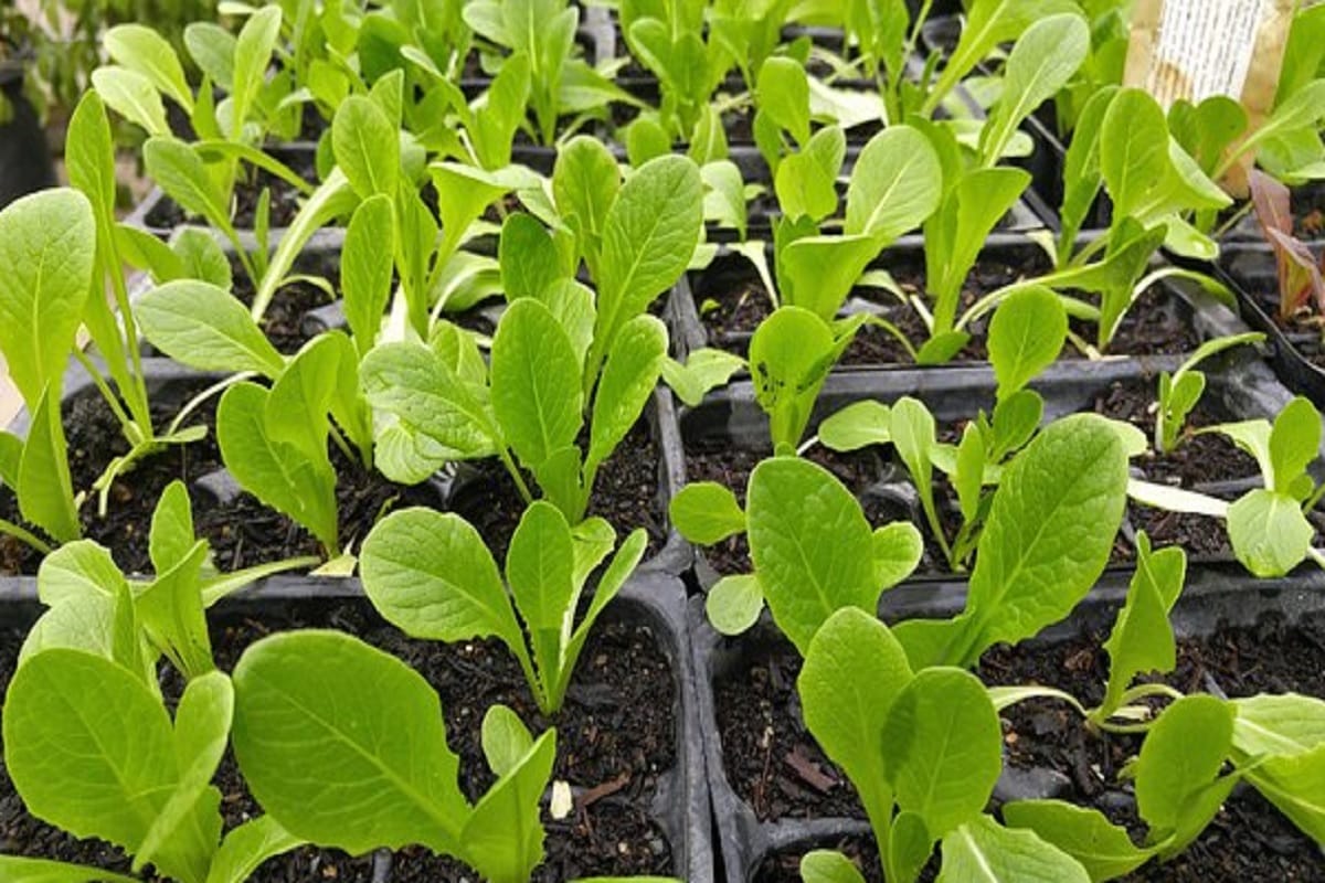 these ayurvedic diet tips helps you to keep healthy in rainy season