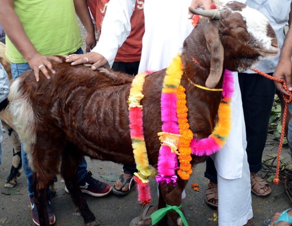 Tripura high court order to ban the tradition of animal sacrifice in temples, mixed response