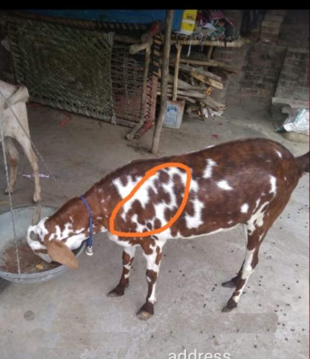 eid-ul-azha 2019 these goats become center of attraction