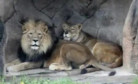 chattbir zoo lion yuvraj died