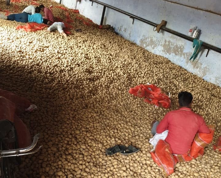 potato, farmmer, cold storage