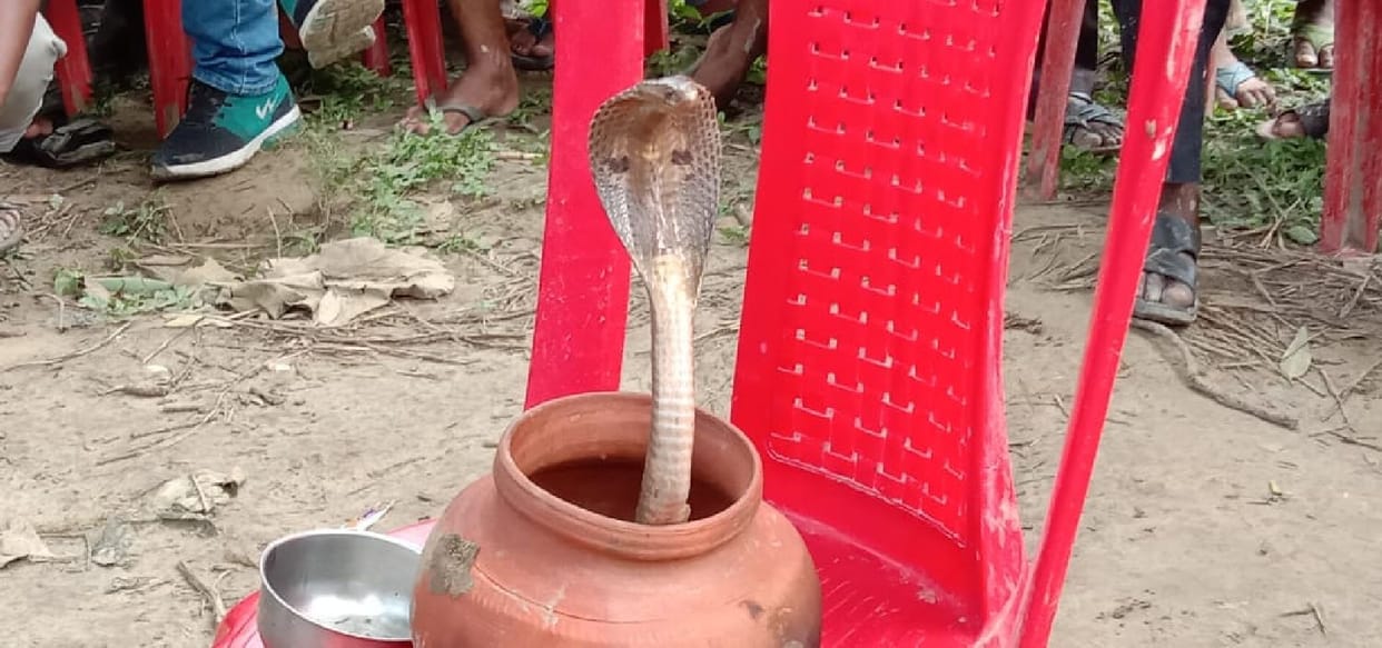 snake bite women