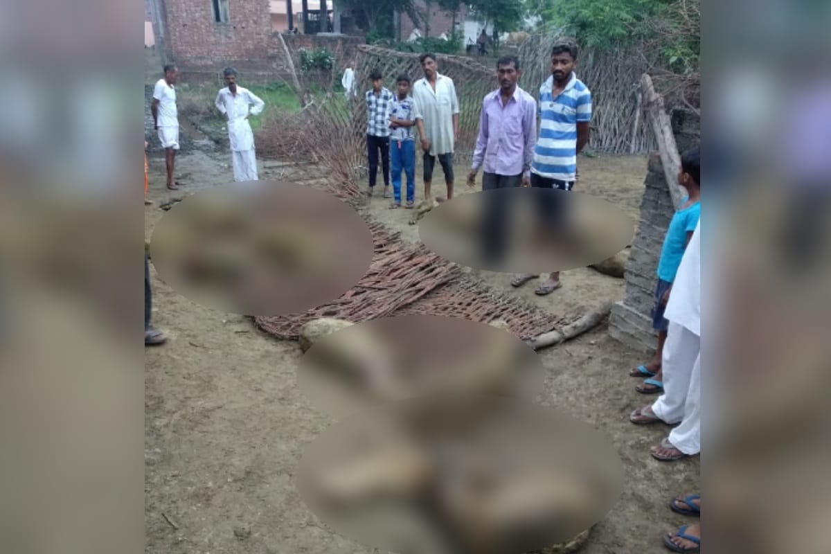 stray dogs killed many sheep and several injured by biting In Saharanpur district