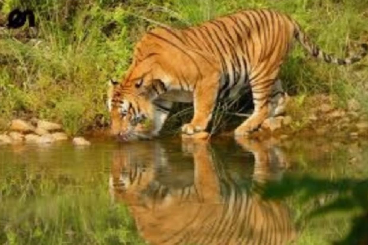 Tourists thrilled to see tigers drinking water on the banks of the river
