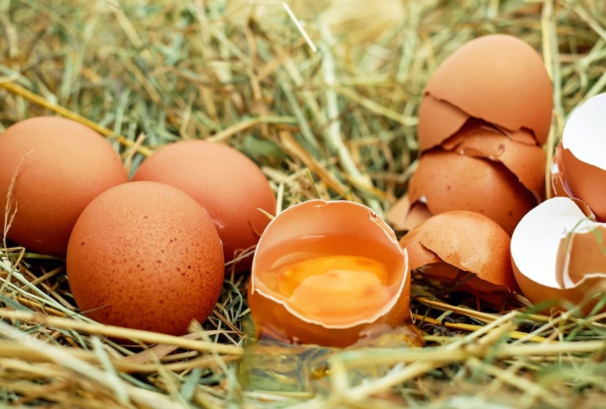How many eggs you should eat a day know egg is bed or good for your health