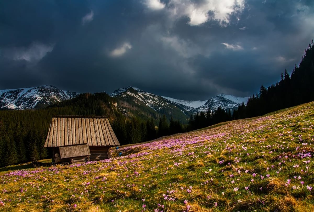 the valley of flowers joshimath uttarakhand is real heaven on earth