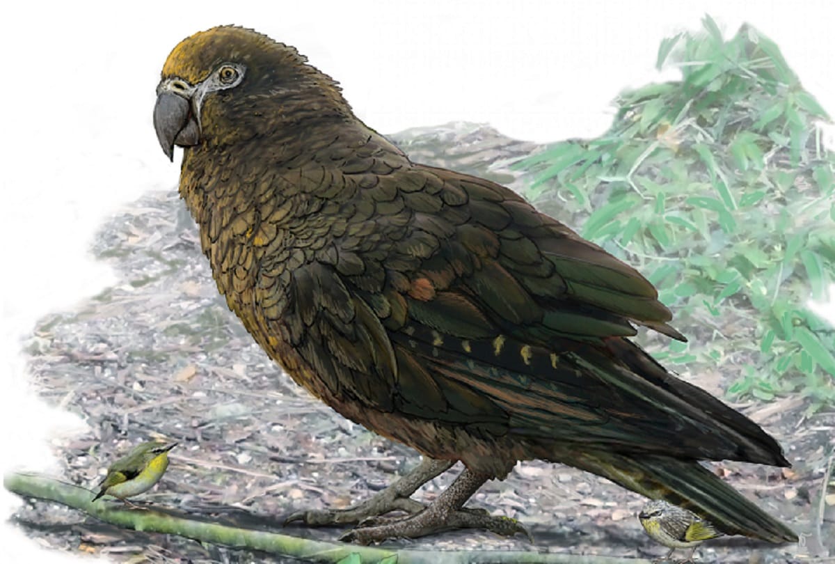 Giant parrot remains found in Newzealand lived around 20 million years ago