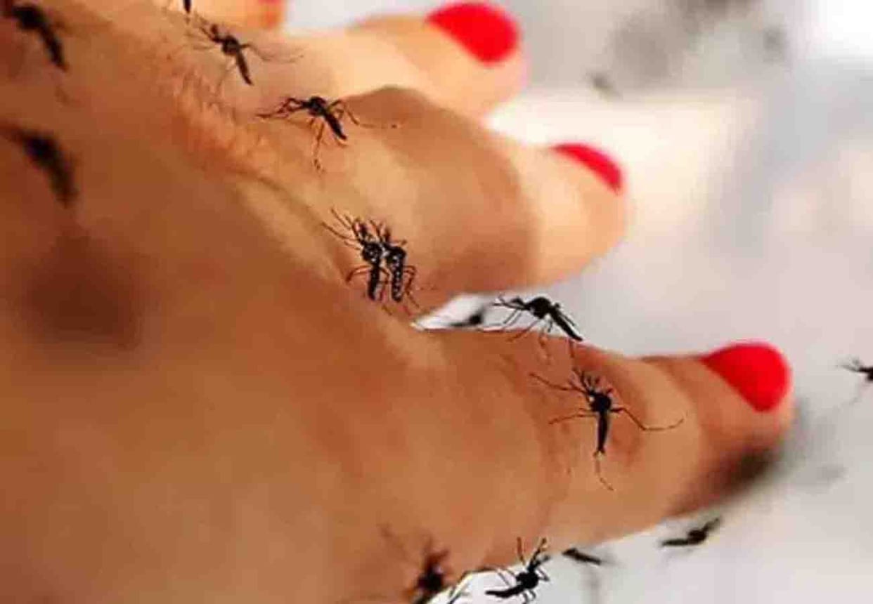 Be careful, Danger of dengue in every house