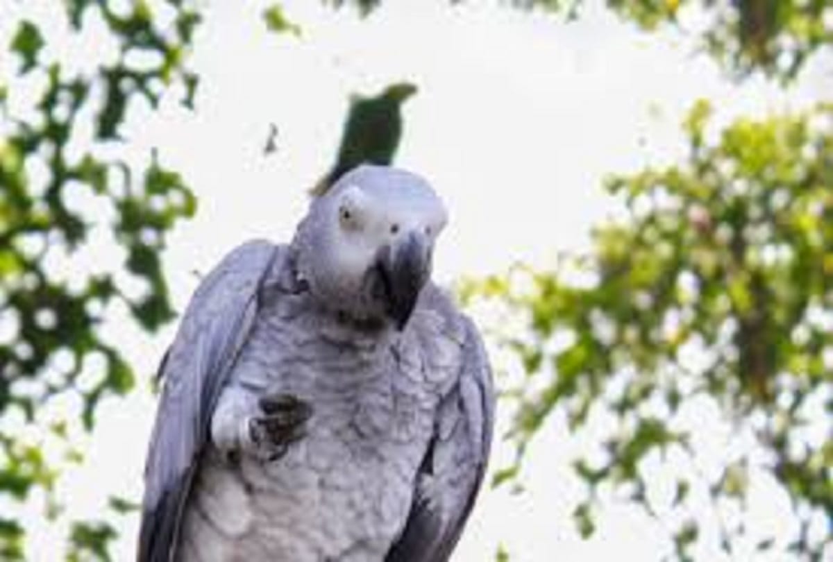 Giant parrot remains found in Newzealand lived around 20 million years ago
