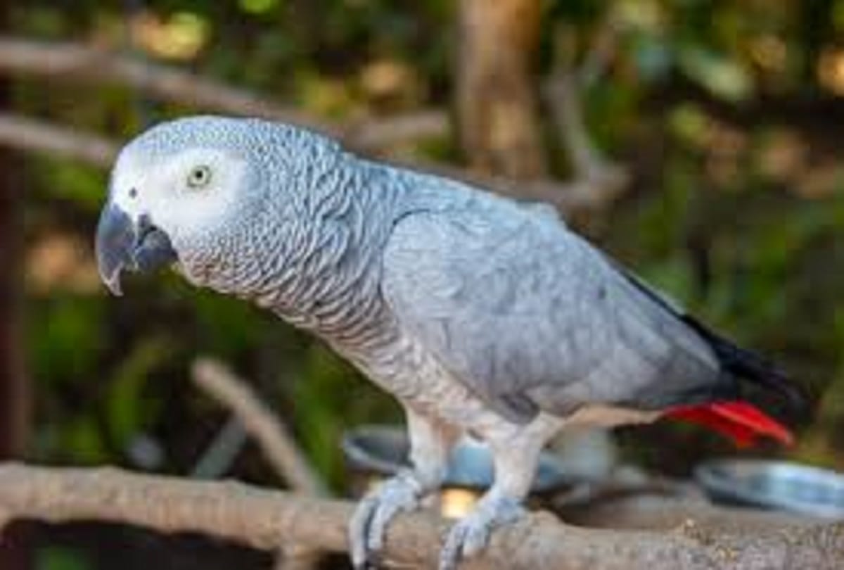 Giant parrot remains found in Newzealand lived around 20 million years ago