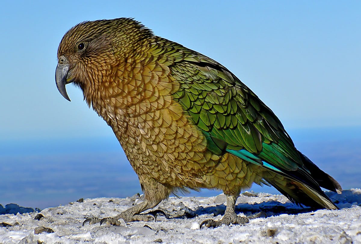 Giant parrot remains found in Newzealand lived around 20 million years ago