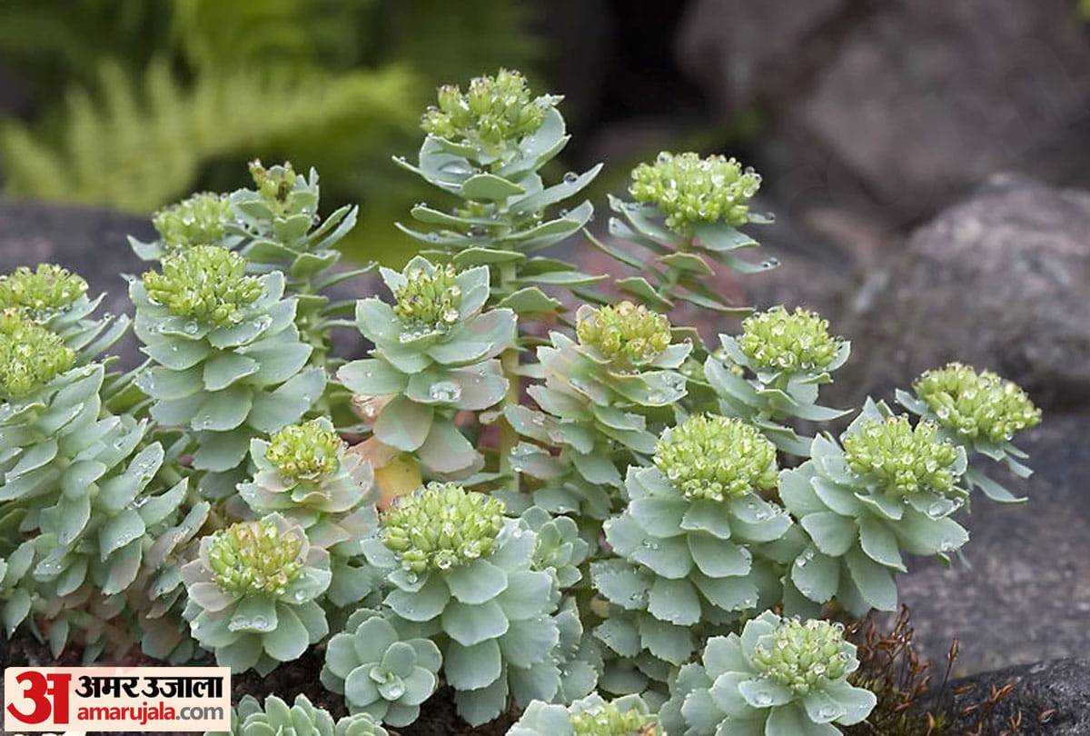pm narendra modi on article 370, sanjeevani plant solo, ,rhodiola leh-ladakh, himalayas