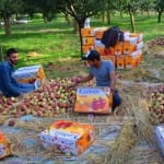 The pain of apple farmers of Kashmir