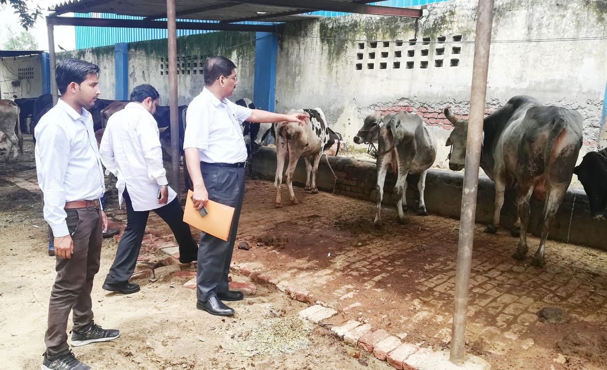 inspection of cowshed