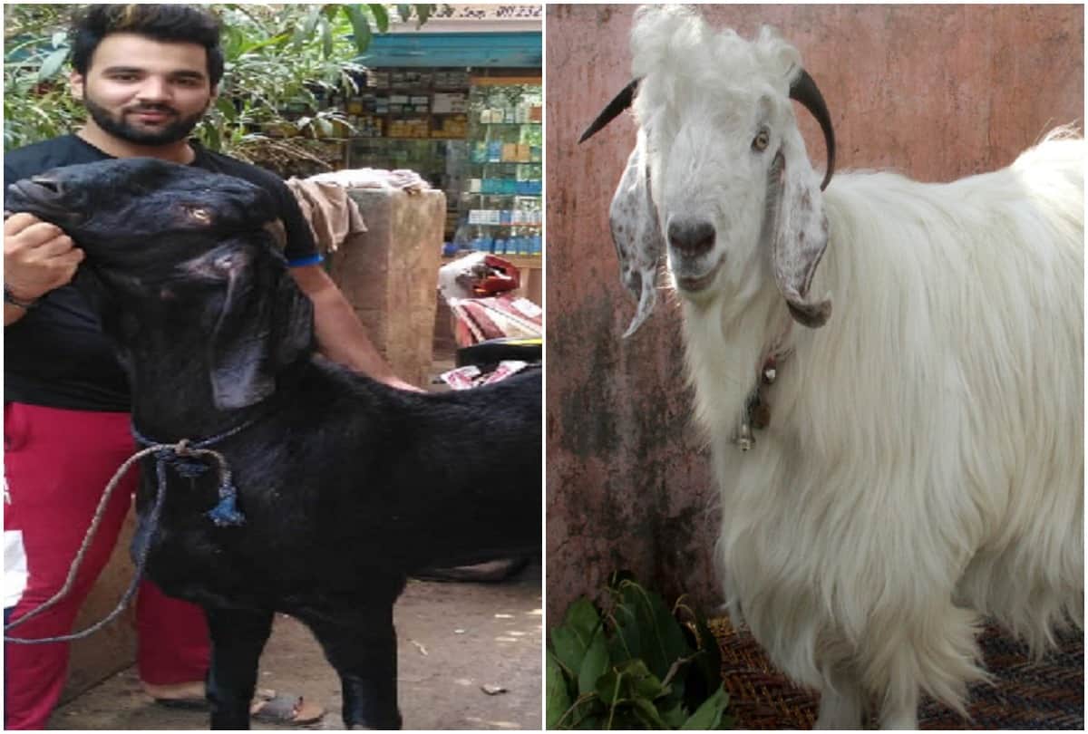Rate of Bakra high on Bakreed 2019, available on different variants, Delhi