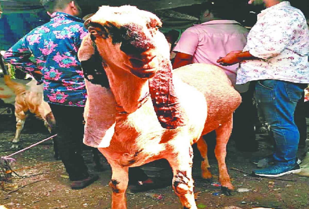 Rate of Bakra high on Bakreed 2019, available on different variants, Delhi