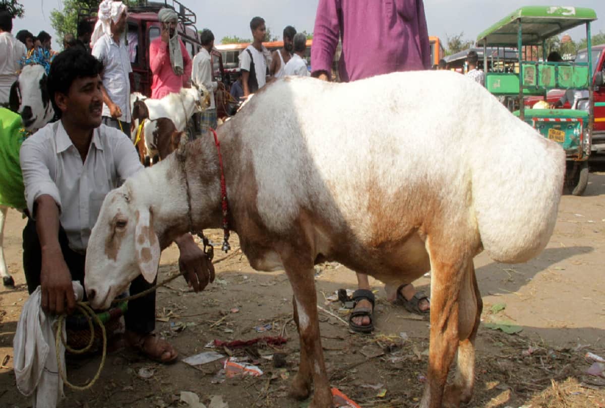 Rate of Bakra high on Bakreed 2019, available on different variants, Delhi