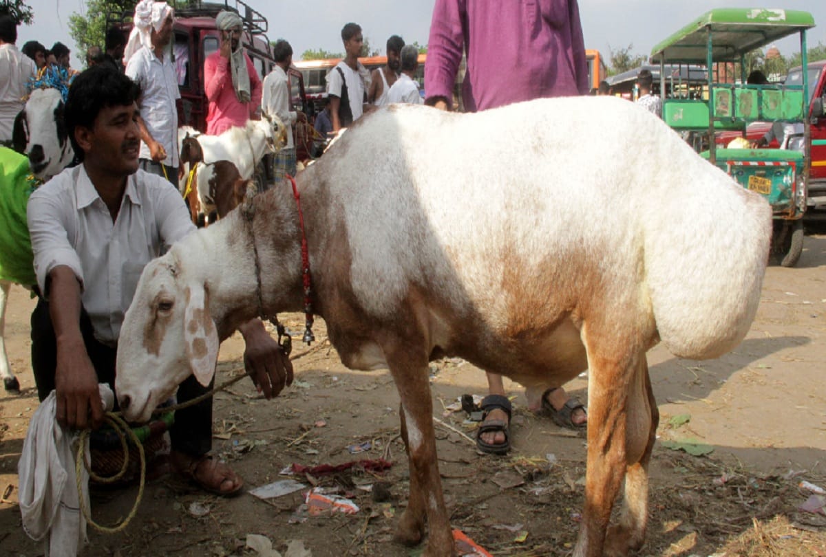 Rate of Bakra high on Bakreed 2019, available on different variants, Delhi