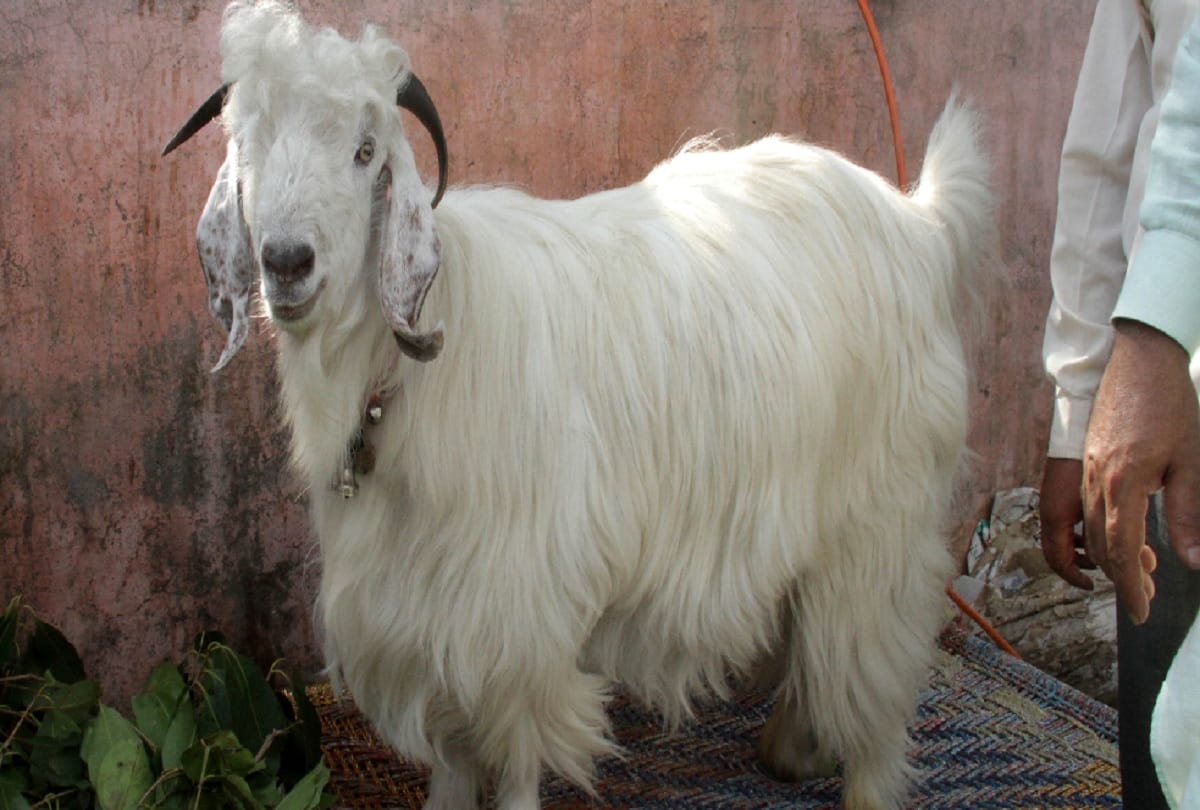 Odisha Assistant Sub Inspector Suman Mallick Suspended For Stealing Goats For New Year Feast