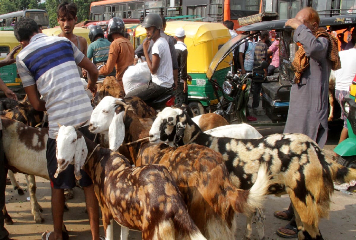 Police pick up Goats before bakrid in mushara village of sant kabir nagar
