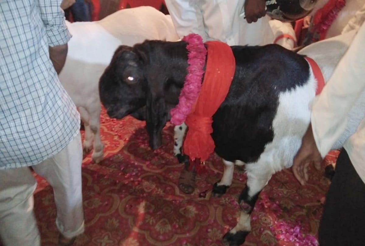 billy goat market on bakrid in lucknow