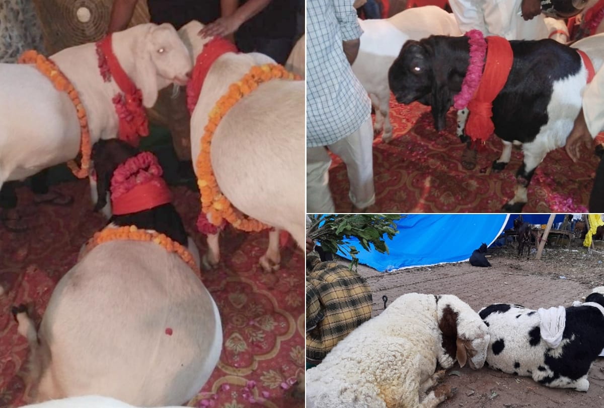 billy goat market on bakrid in lucknow