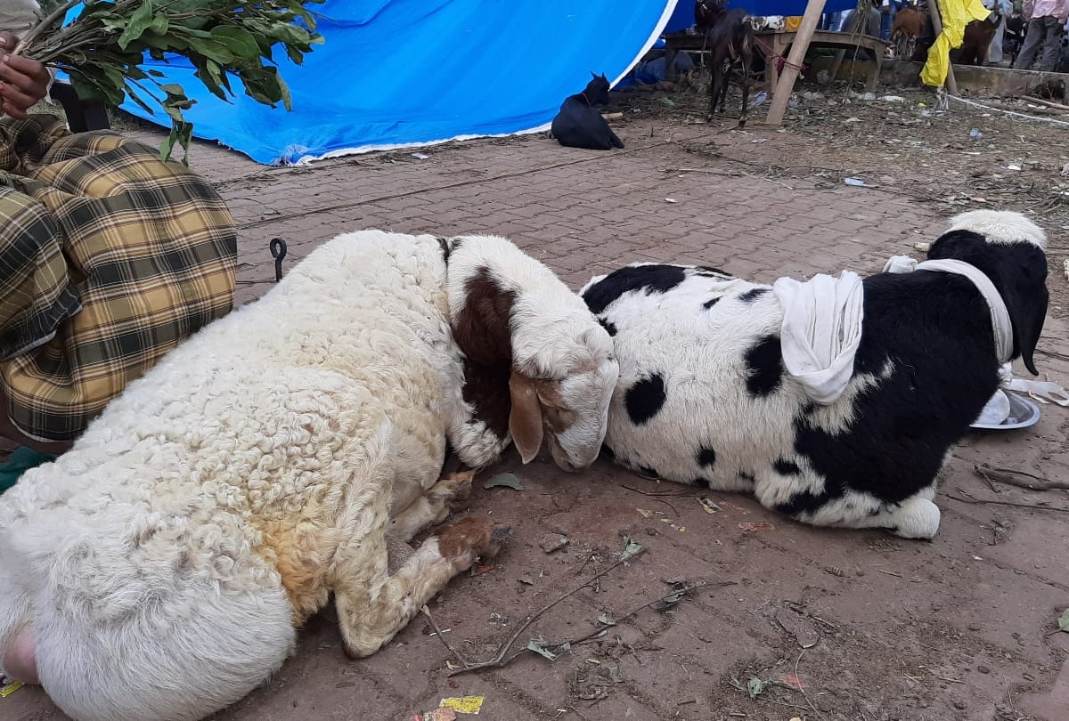 billy goat market on bakrid in lucknow