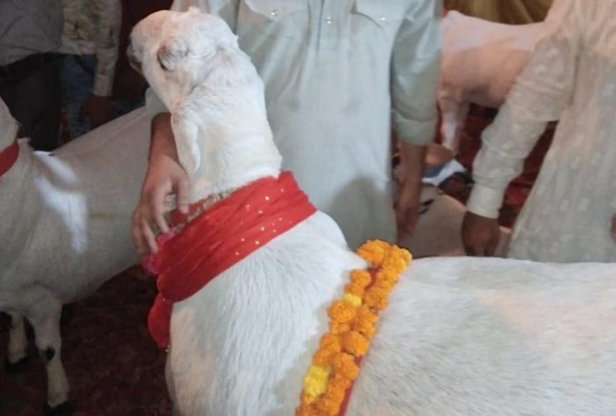 billy goat market on bakrid in lucknow